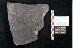 Foto (Objekt + Etikett) von Ceratopetalum vivulare Ettingshausen (NHMW-GEO-2024-0188-10243)